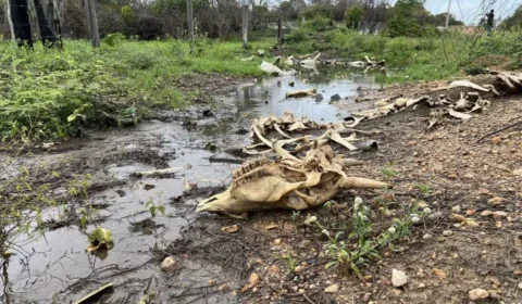 Lagartas devastam pastos e provocam morte de mais de 7 mil bovinos em Roraima