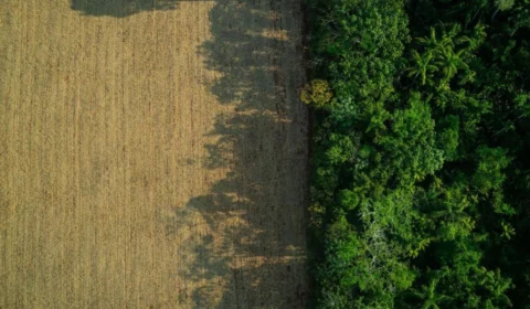 Amazonas: PF investiga grilagem com apoio do INCRA e de cartórios; entenda