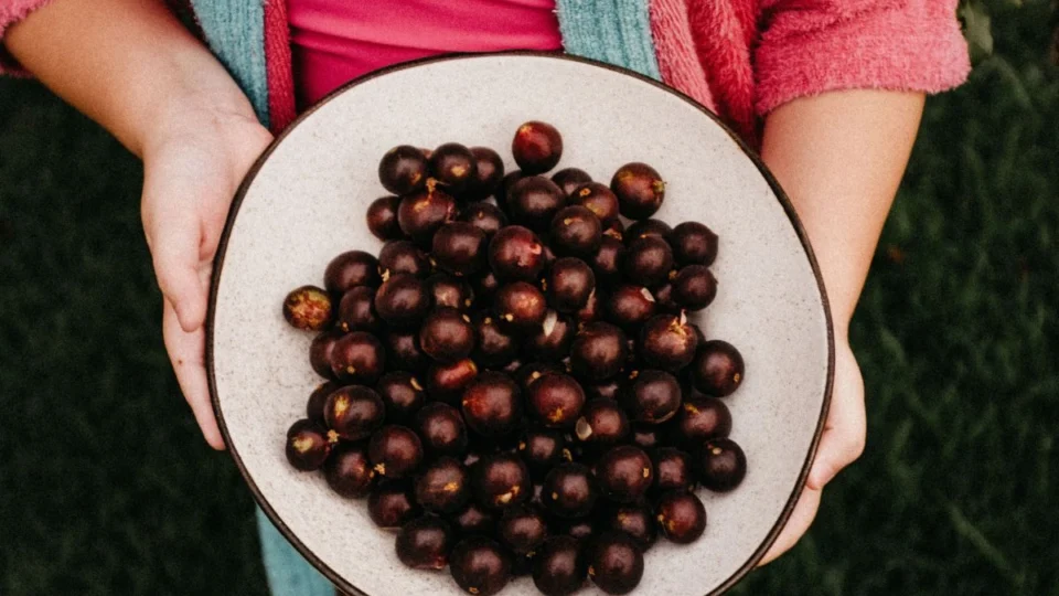 Suco de jabuticaba pode reduzir níveis de colesterol? Veja benefícios
