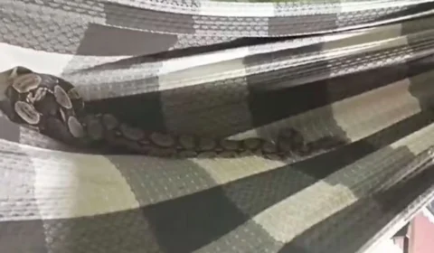 Jiboia é resgatada dentro de rede em casa no Ceará