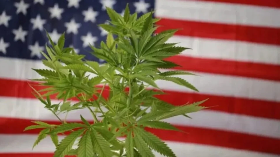 Desde quando fumar maconha é crime?