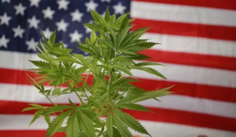 Maconha: Estados Unidos lideram caminho da descriminalização