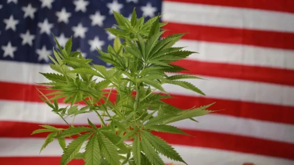 Maconha: Estados Unidos lideram caminho da descriminalização