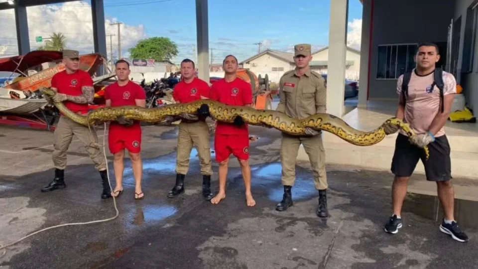 Sucuri ‘gigante’ assusta moradores no Acre; veja tamanho da cobra
