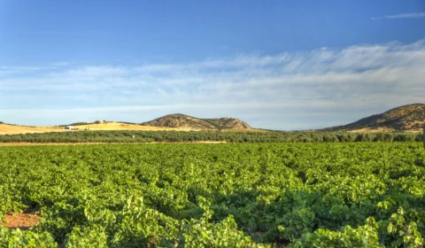 Governo apresenta novo Plano Safra nesta quarta-feira (3)