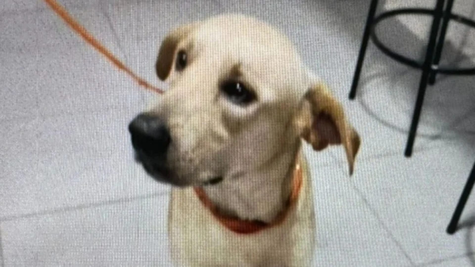 Homem mata cachorro a facadas e é preso em Manaus