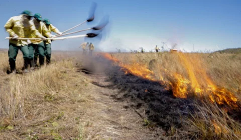 Cerrado supera Amazônia como bioma mais devastado no país