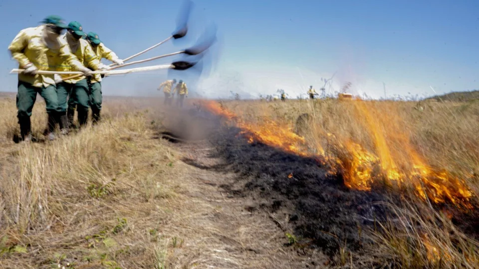 Cerrado supera Amazônia como bioma mais devastado no país