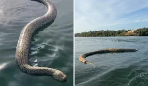 Cobra ‘gigante’ é flagrada em lago por comerciante em TO