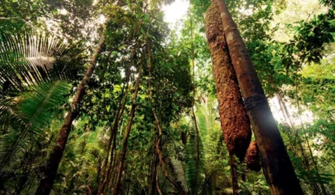 Cientistas brasileiros investigam terremotos profundos na Amazônia