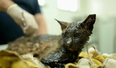 Gato é encontrado coberto de breu de asfalto em Manaus