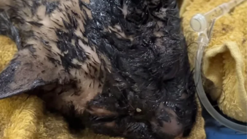 FOTO TRISTE! Gato é encontrado coberto de asfalto em Manaus