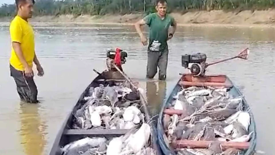 Pescadores de Envira AM comemoram quantidade de peixes no Acre