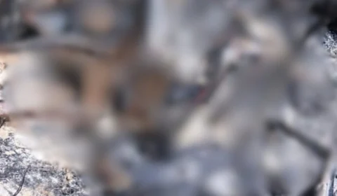 Populares encontram corpos carbonizados na Zona Leste de Manaus