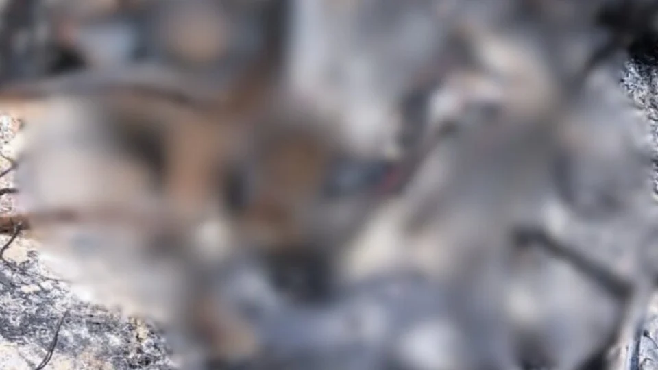 Populares encontram corpos carbonizados na Zona Leste de Manaus