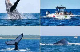 Temporada de observação de baleias começou e atrai turistas por todo Brasil