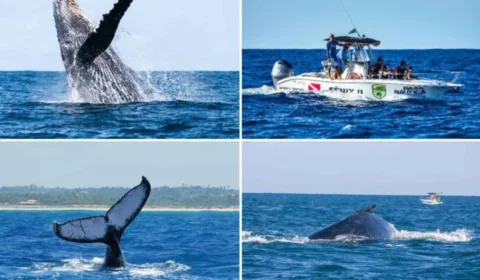 Temporada de observação de baleias começou e atrai turistas por todo Brasil