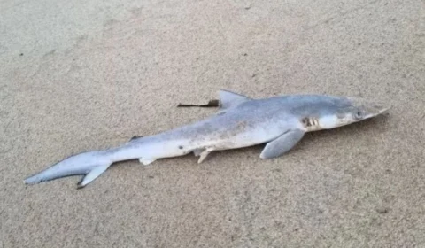 Pesquisa revela presença de cocaína em tubarões no Brasil