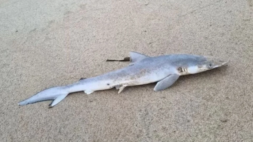 Pesquisa revela presença de cocaína em tubarões no Brasil