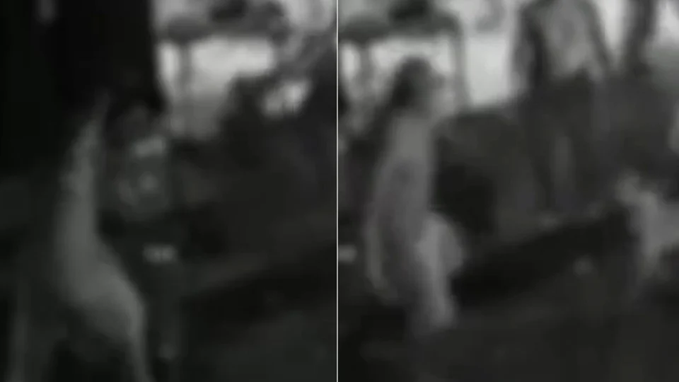 VÍDEO: Homem que esfaqueou cachorro em Manaus tem final que merece