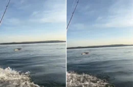 VÍDEO: Homem registra cobra gigante em lago de Tocantins