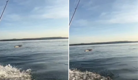 VÍDEO: Homem registra cobra gigante em lago de Tocantins