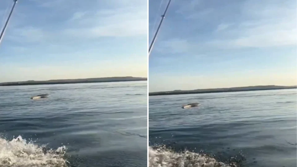 VÍDEO: Homem registra cobra gigante em lago de Tocantins