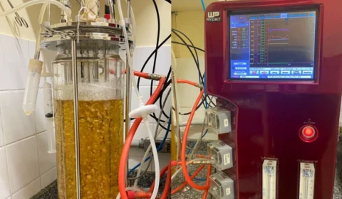 Bioativos de cogumelos podem prevenir doenças, diz estudo; veja