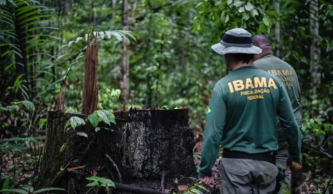 Concurso Ibama 2025: edital com 460 vagas e salários de até R$ 9,9 mil