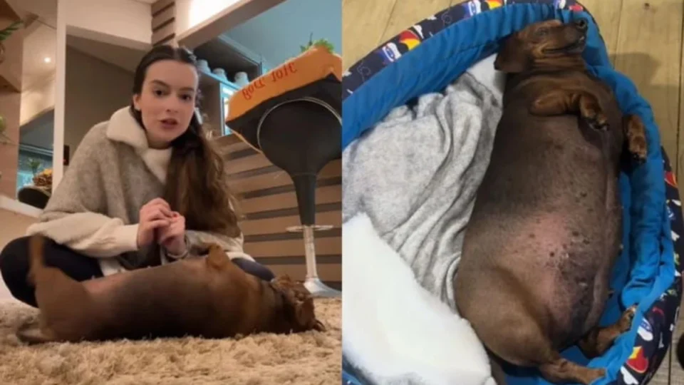 Didi Cupuaçu, cachorrinha do TikTok, morre aos 9 anos e vídeo é de chorar