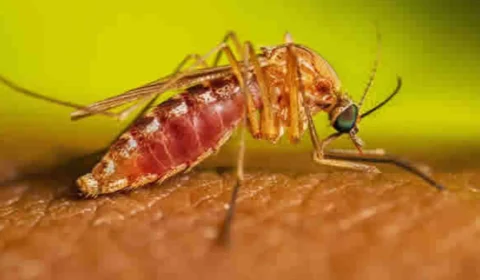 Febre oropouche: Brasil pode ter as primeiras mortes confirmadas