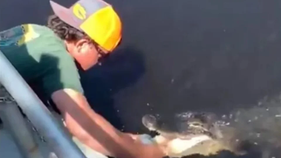 Homem usa jacaré para abrir lata de cerveja e vídeo impressiona