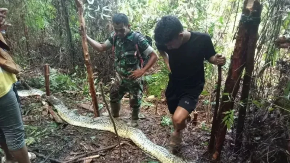 Mulher desaparecida é encontrada dentro de cobra píton