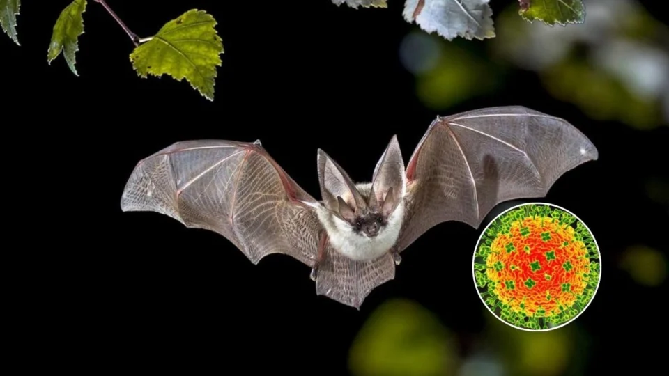 Nipah: saiba o que é e como age o vírus com potencial epidêmico