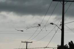 Pipas causam aumento na interrupção de energia no Tocantins