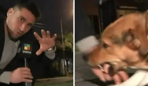 VÍDEO: Repórter é mordido por cachorro durante transmissão ao vivo