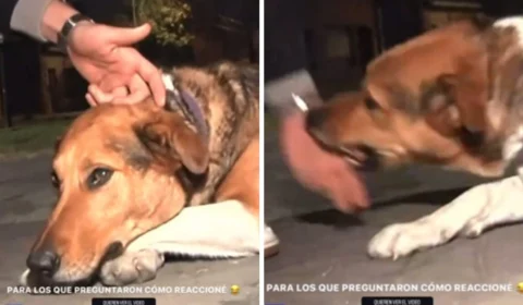 VÍDEO: Repórter acaricia cachorro chamado de ‘assassino’ e leva mordida