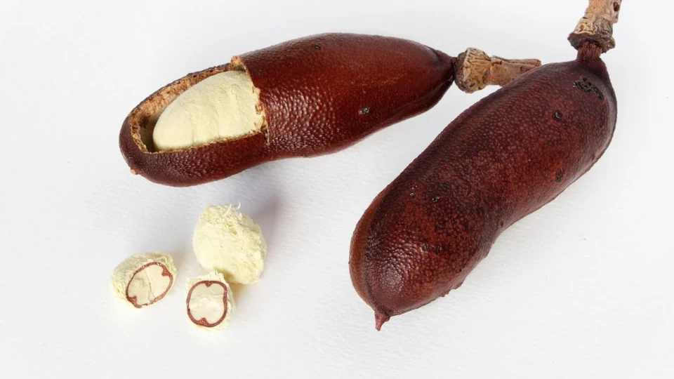 Jatobá: conheça o chá e os benefícios da planta