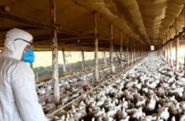 Doença de Newcastle: governo declara fim de emergência no RS