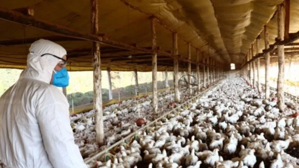 Doença de Newcastle: governo declara fim de emergência no RS