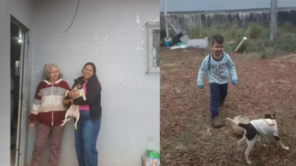 Avião em Vinhedo: família retornava à Venezuela com cachorrinha