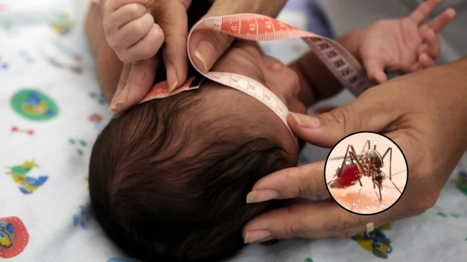 Febre Oropouche: doença pode provocar surto de microcefalia
