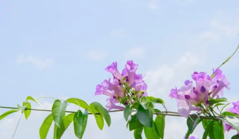 Cipó-Alho: conheça os múltiplos usos da planta nativa da Amazônia