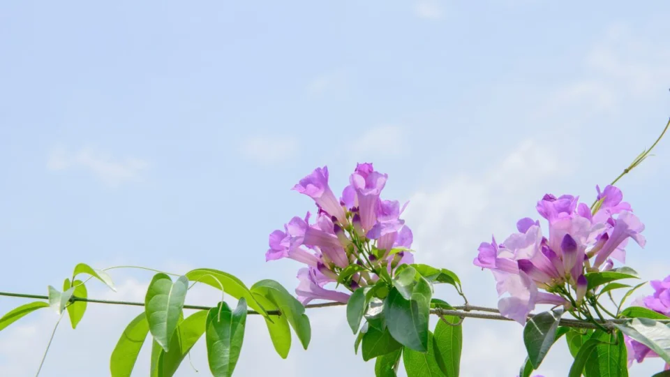 Cipó-Alho: conheça os múltiplos usos da planta nativa da Amazônia