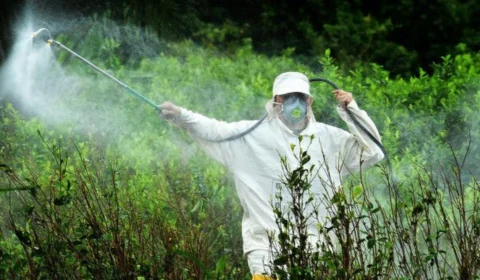 FGV diz que herbicida pode estar associado à mortalidade infantil