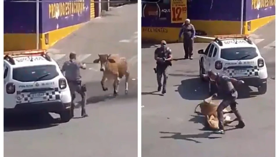 Policial militar atira e mata boi em rua de São Paulo; assista