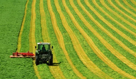 Produção de grãos em Roraima triplica em sete anos e impulsiona crescimento econômico