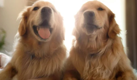 Raças de cães mais adotadas: descubra as preferências das famílias