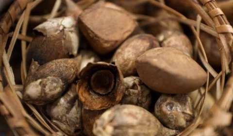 Óleo de Andiroba: conheça as propriedades medicinais e estéticas