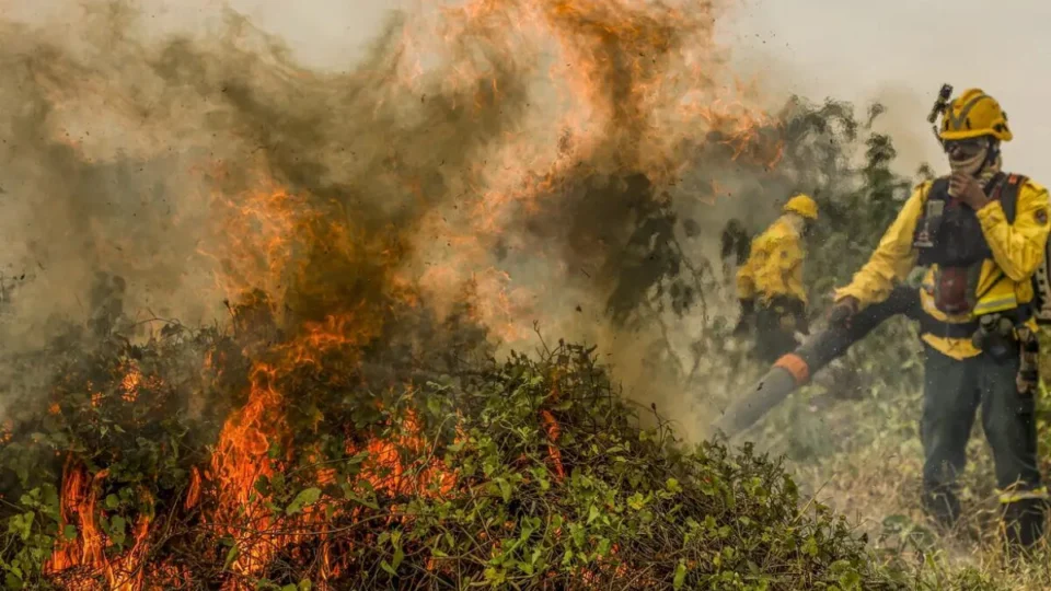 Incêndios no Pantanal: chamas consumiram 1,3 mi de hectares